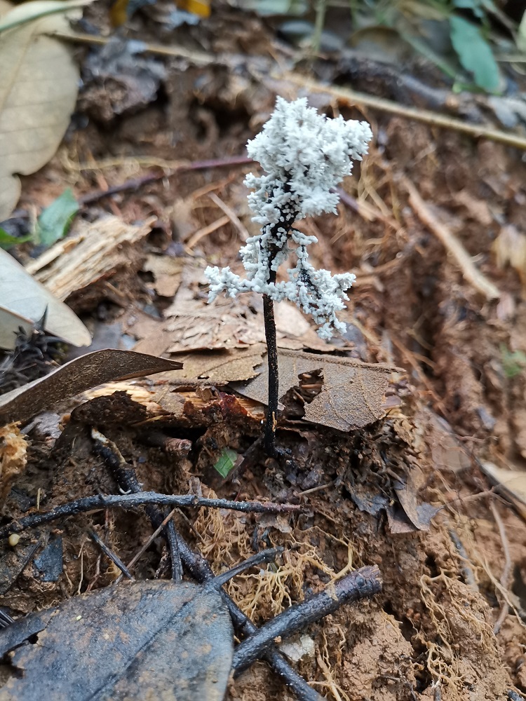 林场中生长的炭角菌.jpg
