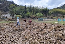 【社会服务】种苗所抢抓机遇开展春季科技项目造林工作