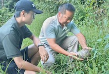【社会服务】陆生野生动物救助中心助力中华穿山甲回归自然